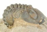 Curled Reedops Trilobite - Lghaft, Morocco #377011-1